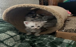 Maine Coon cats for sale: Beautiful rare colour pedigree Maine Coon kittens - Image 12