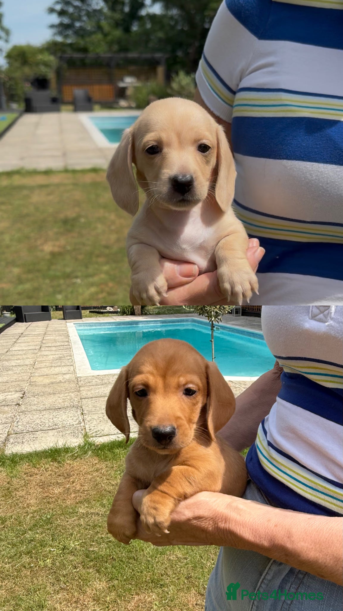 Miniature Dachshund dogs Beautiful short haired miniature dachshunds - Advert 7