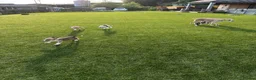 Lurcher dogs for sale: Lurcher puppies in Chesterfield - Advert 19