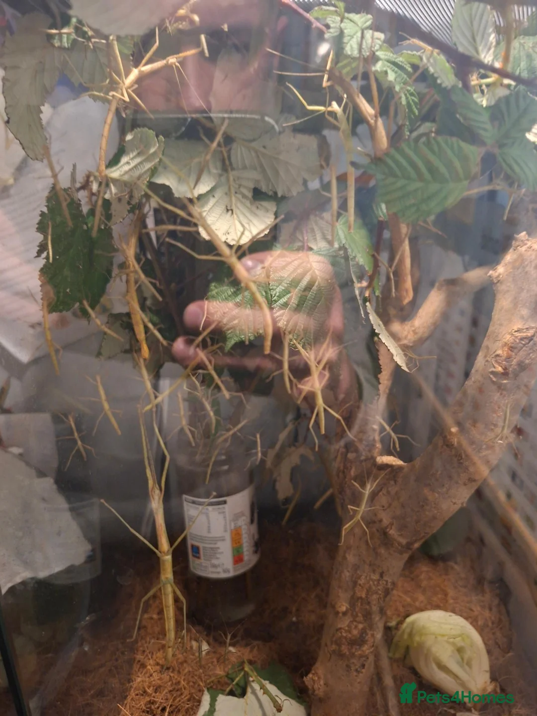 Stick Insects invertebrates for sale: Indian stick insects for sale. - Advert 2