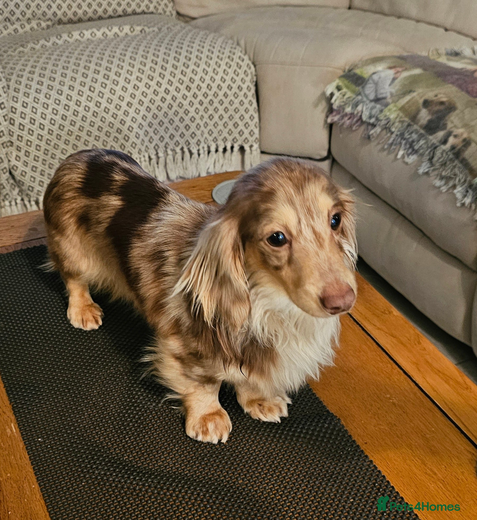 Miniature Dachshund dogs Stud only in Gateshead - Advert 4