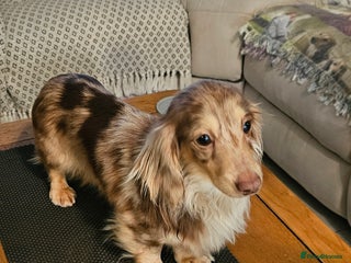 Miniature Dachshund dogs in Gateshead - Advert 26