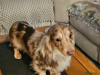 Miniature Dachshund dogs Stud only in Gateshead - Advert 1