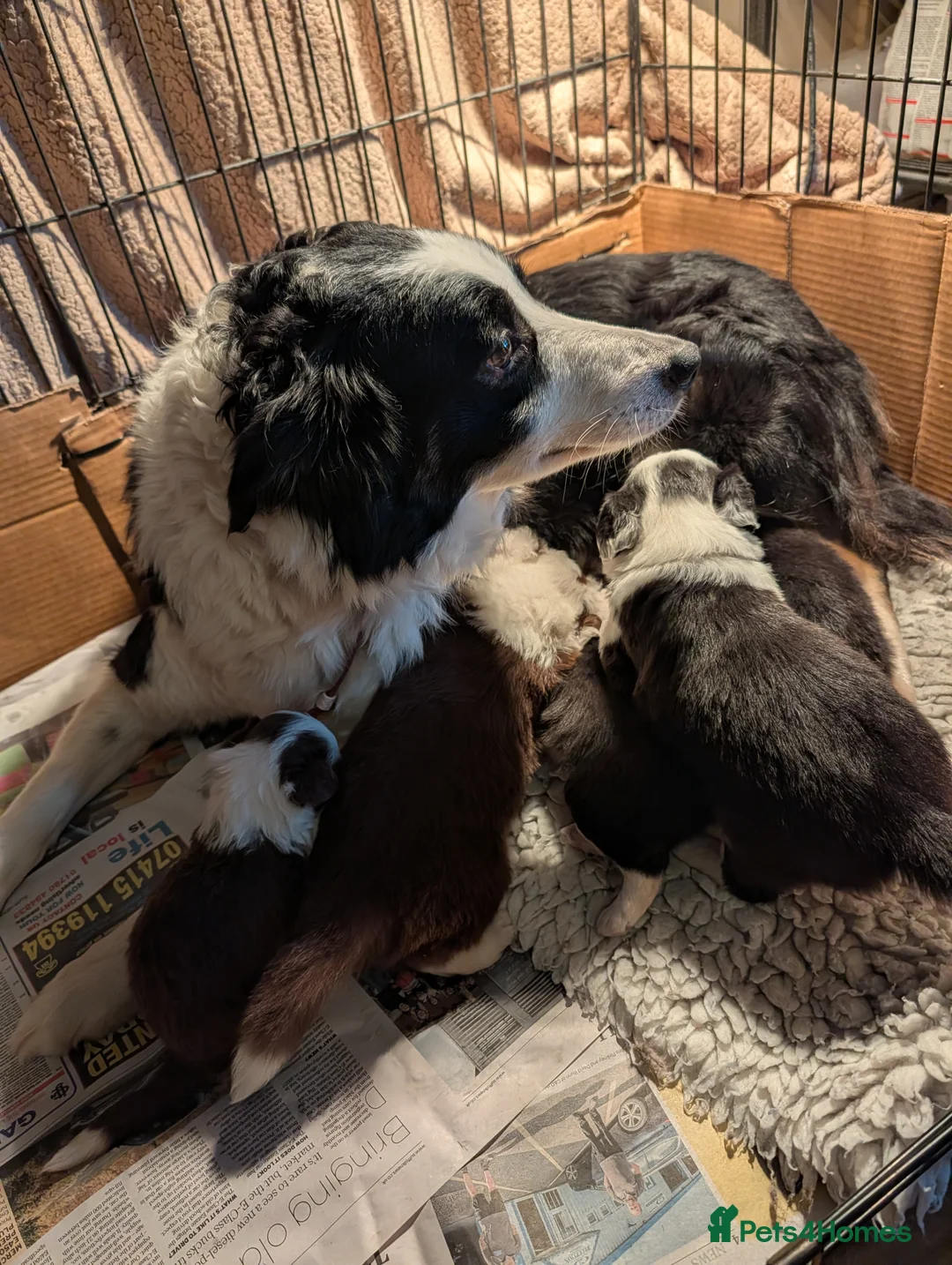 Border Collie dogs for sale: Traditional border collie puppies - Advert 2