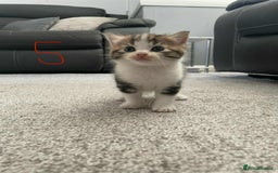 Domestic Shorthair cats for sale: Mixed litter domestic shorthair - Image 10