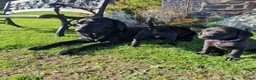Labrador Retriever dogs for sale: Black Labrador Puppies, Kennel Club Registered - Advert 5