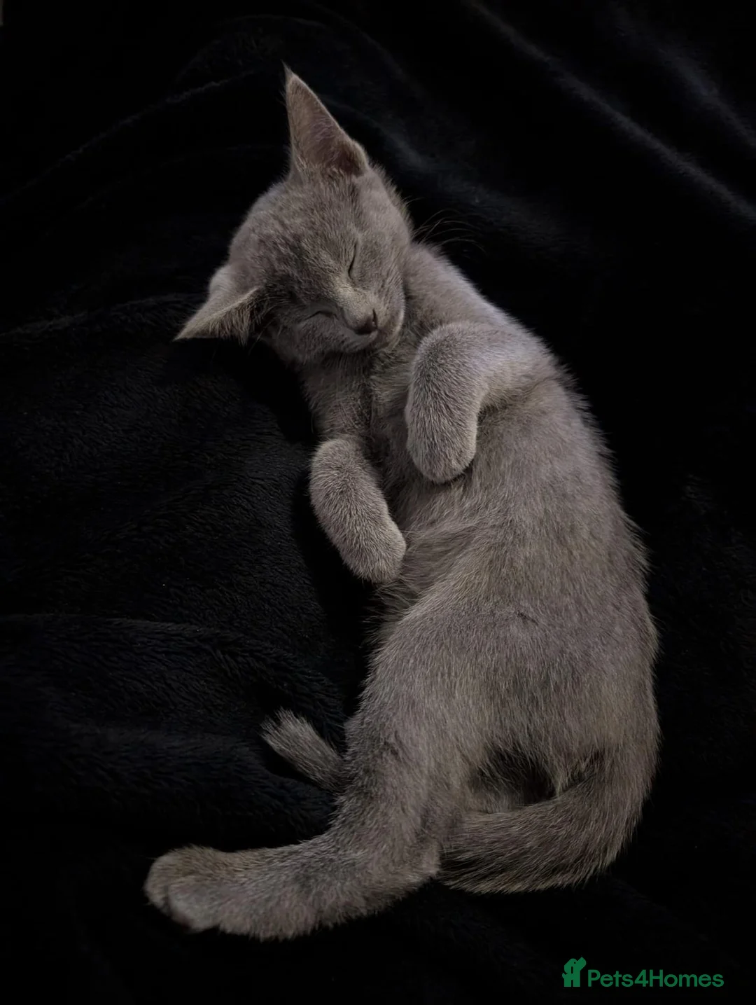 Russian Blue cats for sale: Pure Russian Blue TICA-Registered Kitten 🐾 💙 - Advert 17