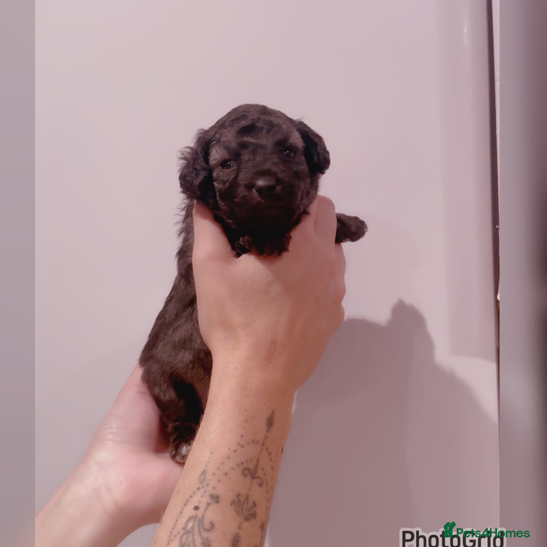 Miniature Poodle dogs for sale: Exceptional Silver mini poodles  - Image 6