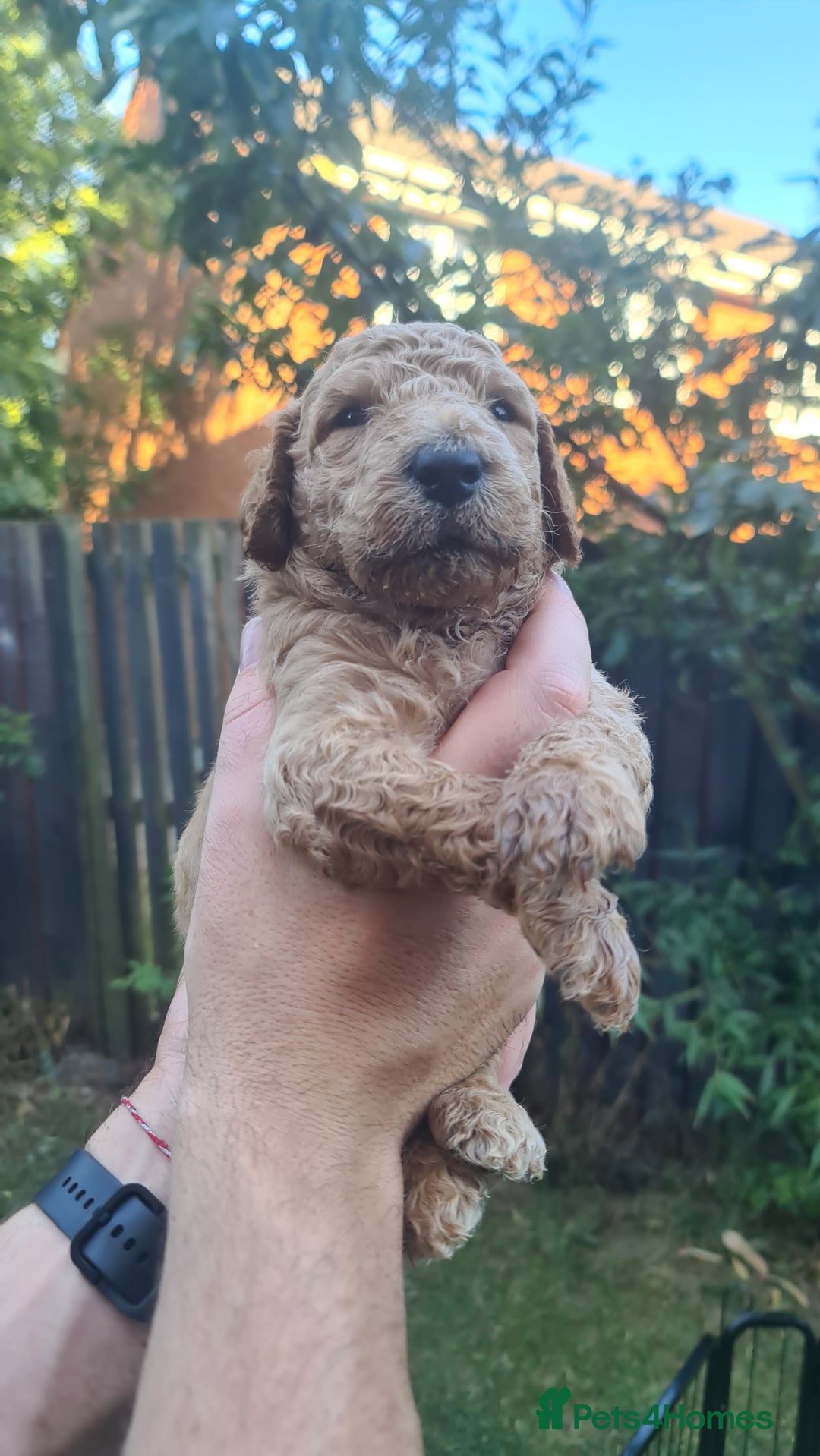 Goldendoodle dogs for sale: 🐾 Adorable Standard Goldendoodle Puppies 🐾 - Image 24