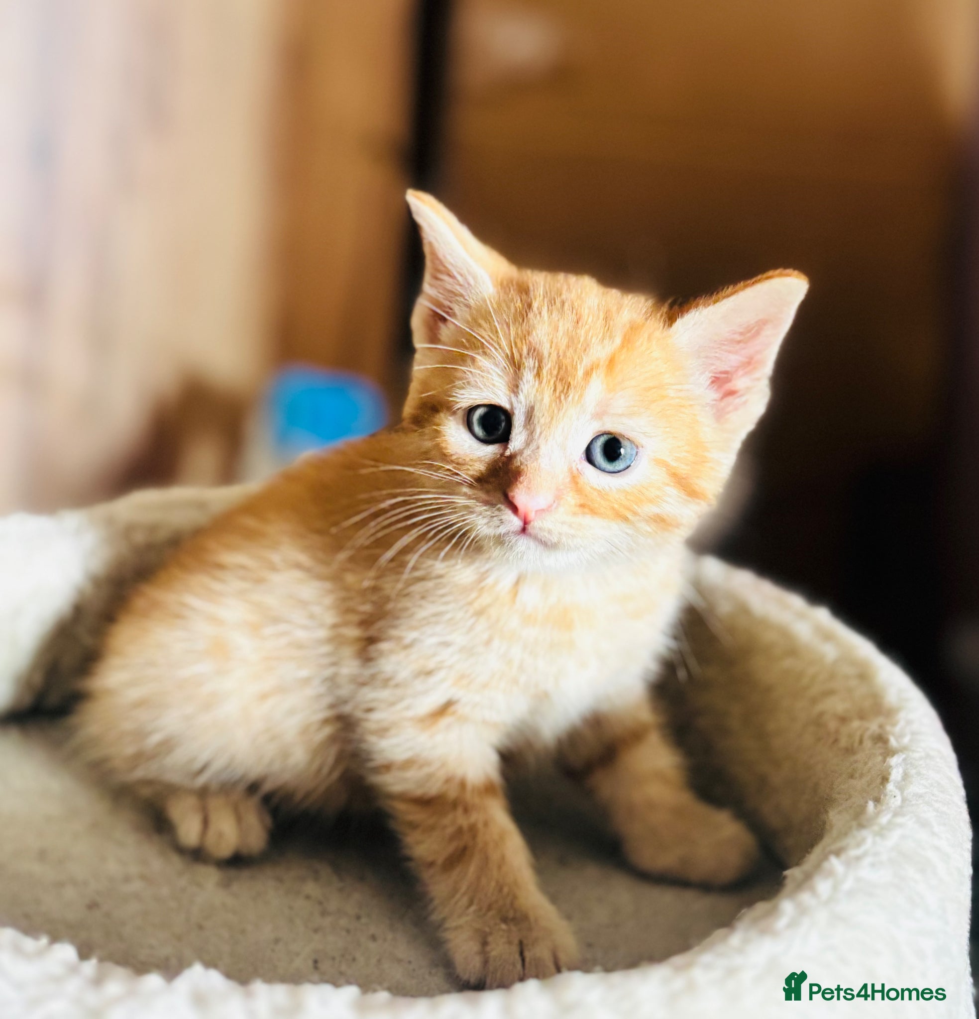 Mixed Breed cats Beautiful Kittens 🐱!!! - Advert 2