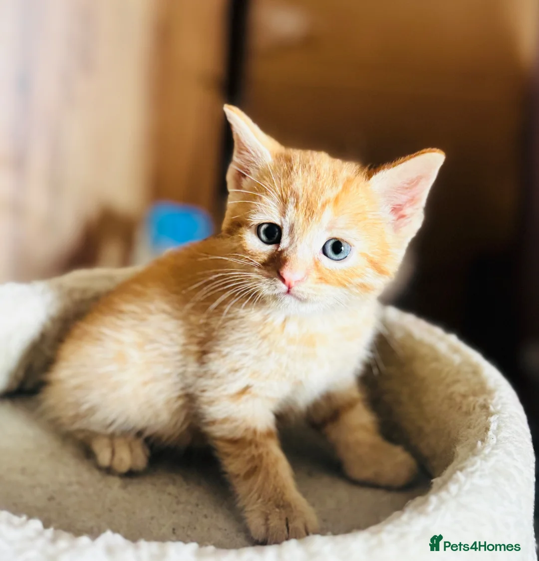 Mixed Breed cats for sale: Beautiful Kittens 🐱!!! - Advert 1