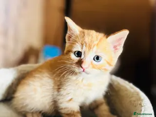 Mixed Breed cats Beautiful Kittens 🐱!!! - Advert 2
