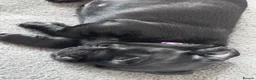 Labrador Retriever dogs for sale: KC Registered beautiful working labrador puppies in Oldham - Advert 15