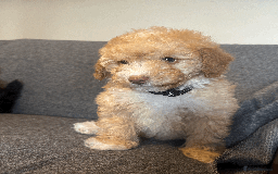 Toy Poodle dogs for sale: 2 Male Pure Toy Poodle Pups - Image 4