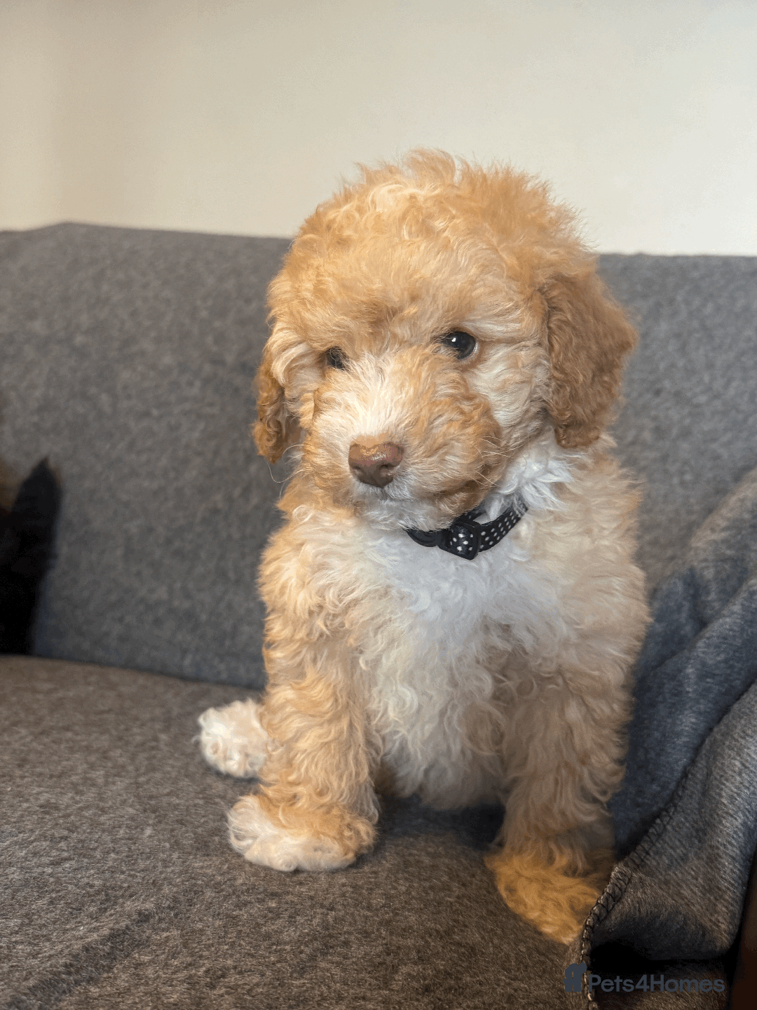 Toy Poodle dogs for sale: 2 Male Pure Toy Poodle Pups - Image 4