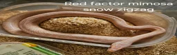 Corn Snake reptiles for sale: Various Corn Snakes for Sale  - Advert 3