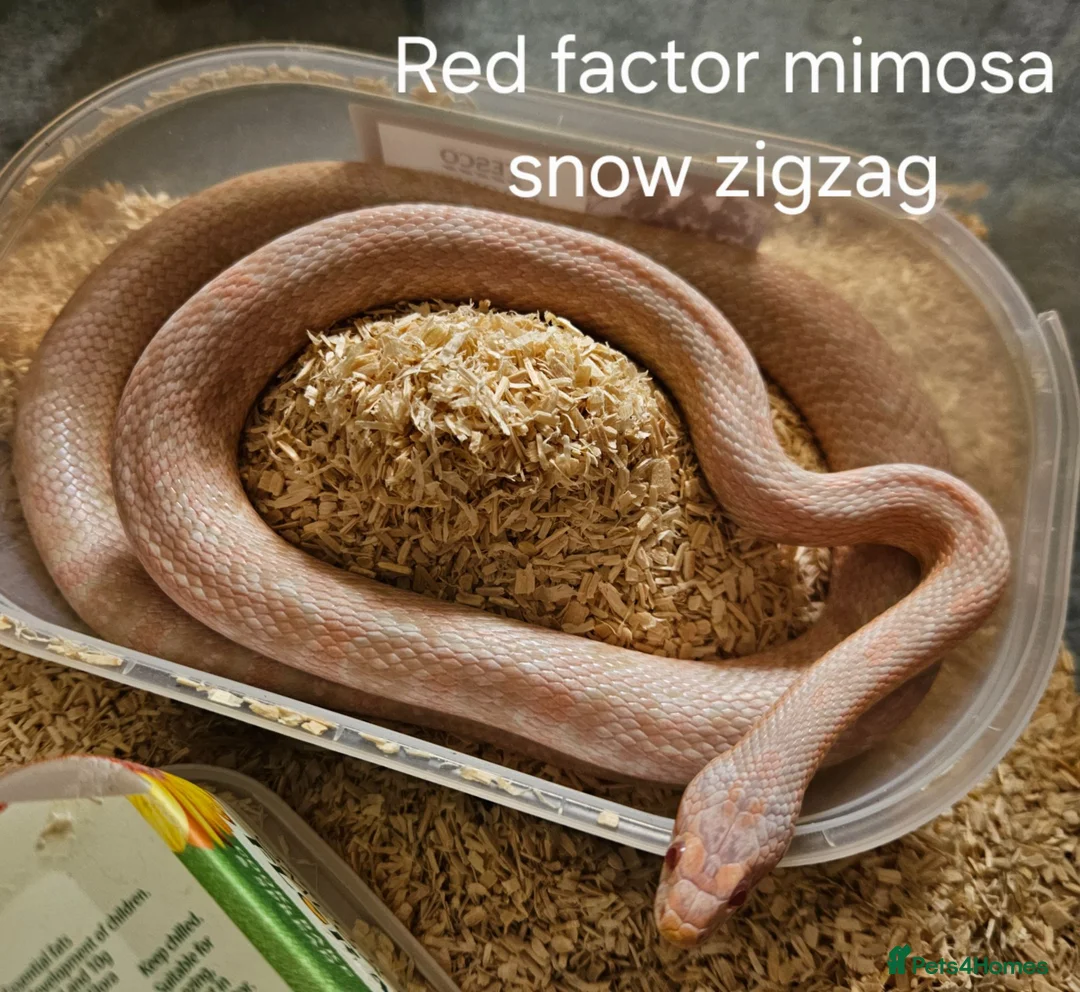 Corn Snake reptiles for sale: Various Corn Snakes for Sale  - Advert 3