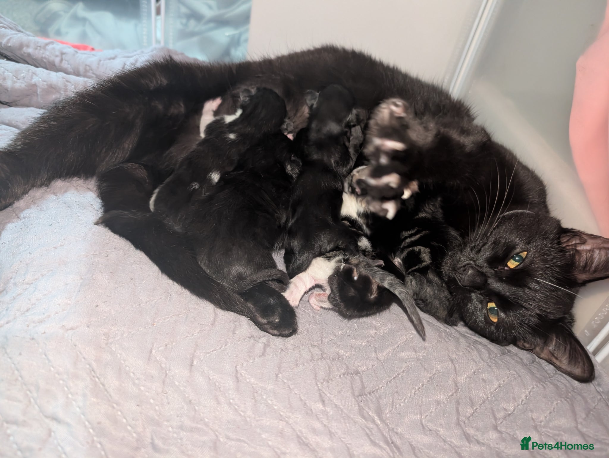 Mixed Breed cats Kittens for sale - Advert 3