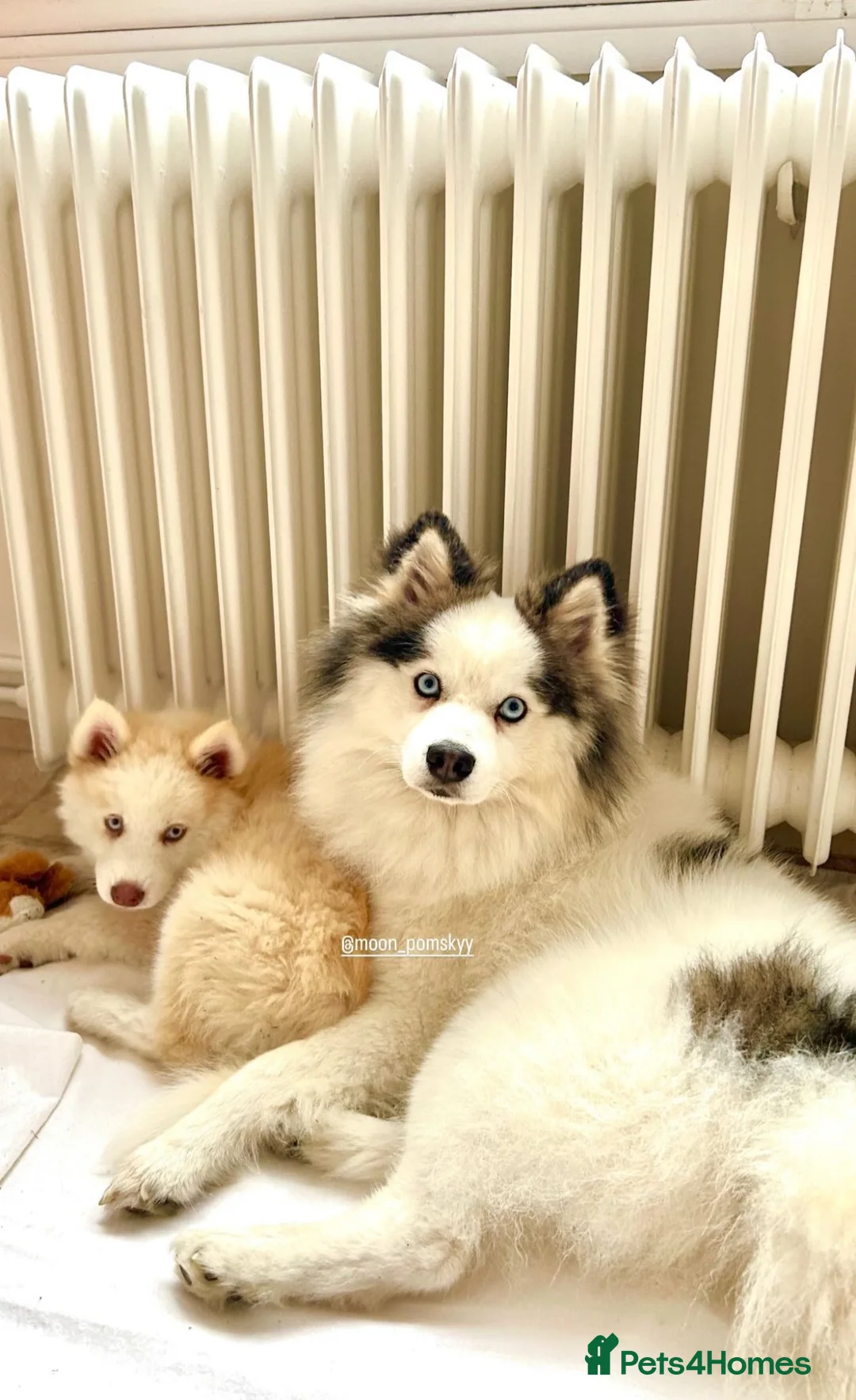 Mixed Breed dogs for stud: Handsome & Proven F3 Pomsky for Stud - Moon  - Advert 2