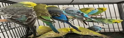 Budgerigars birds for sale: exhibition budgies in Coventry - Advert 6