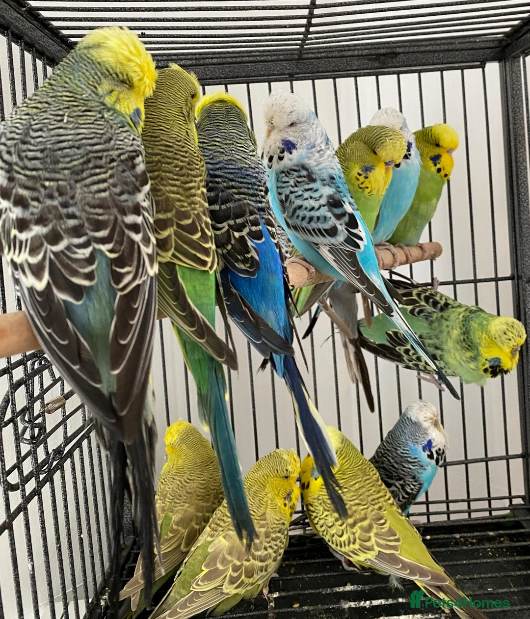 Budgerigars birds for sale: exhibition budgies in Coventry - Advert 6
