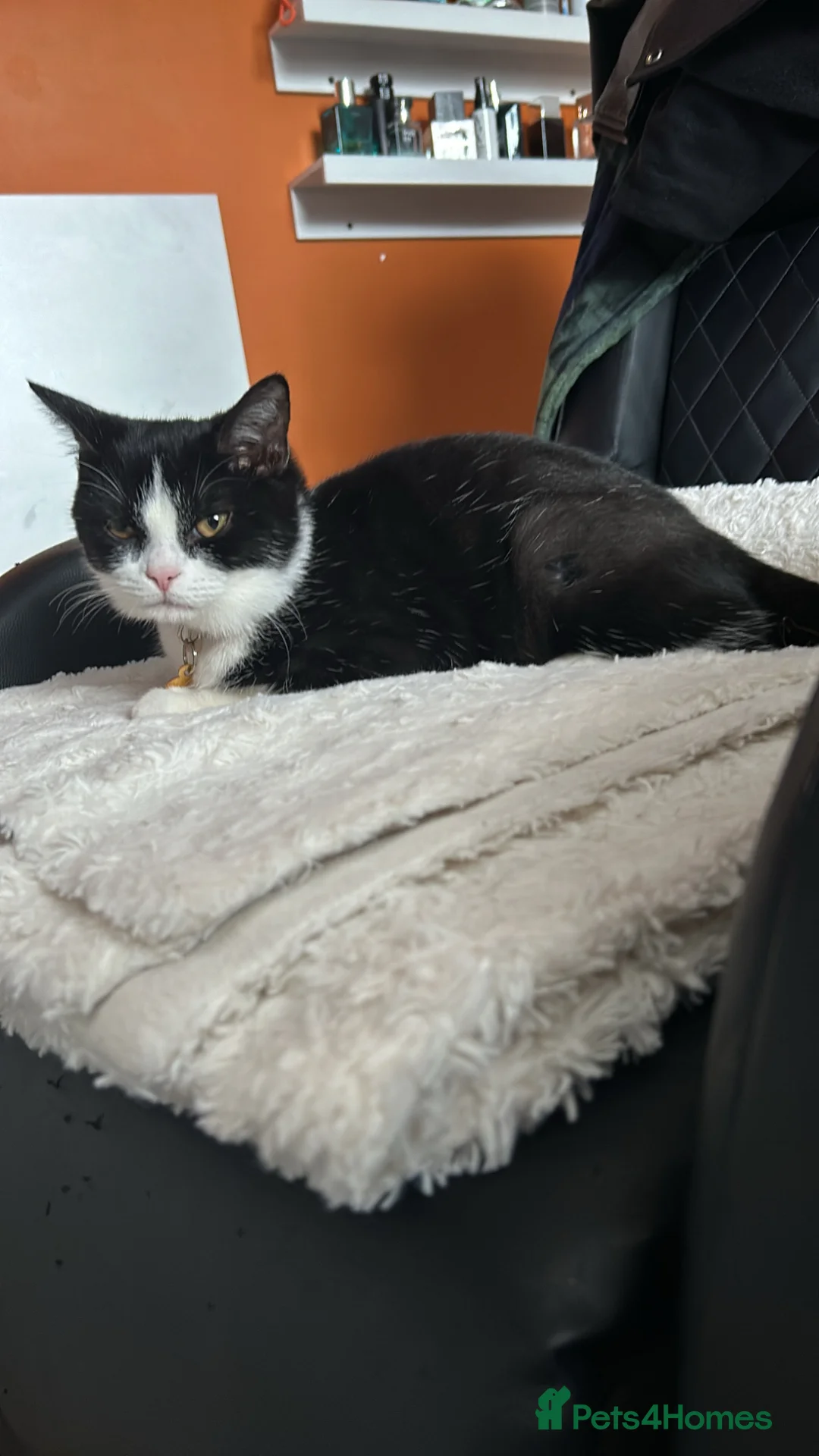 Mixed Breed cats for sale:  **   in Manchester - Advert 2
