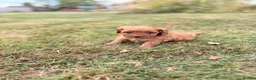 Cavapoo dogs for sale: Beautiful Cavapoo Litter of five for sale.  - Advert 11