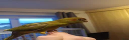 Parakeets birds for sale: Kakariki - Hand Tame - Baby Kakarikis - Advert 11