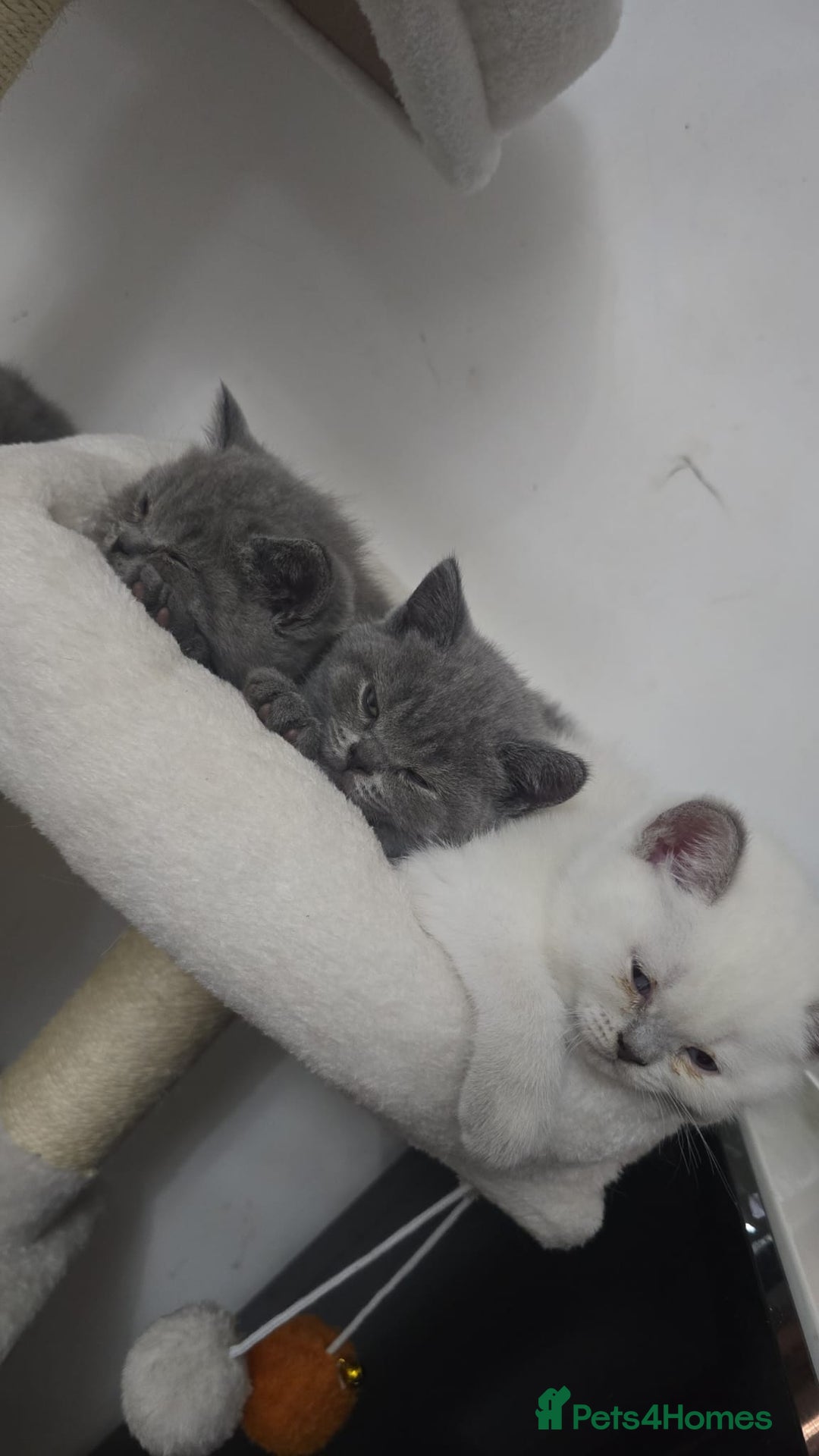 British Shorthair cats for stud: Lilac BSH proven STUD - Advert 12