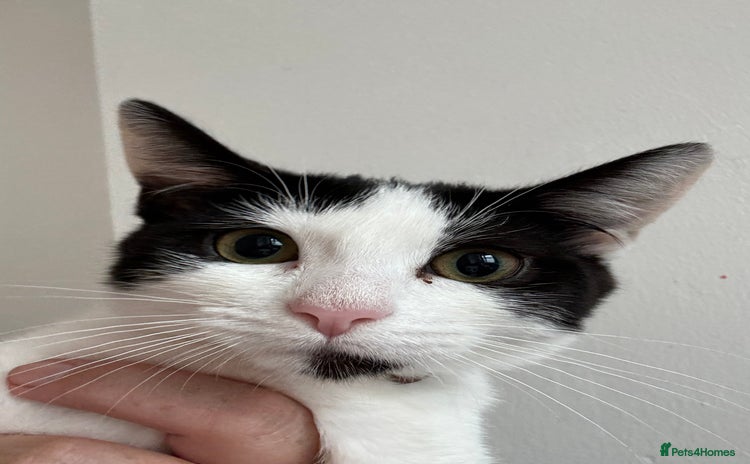 Mixed Breed cats - Advert 13
