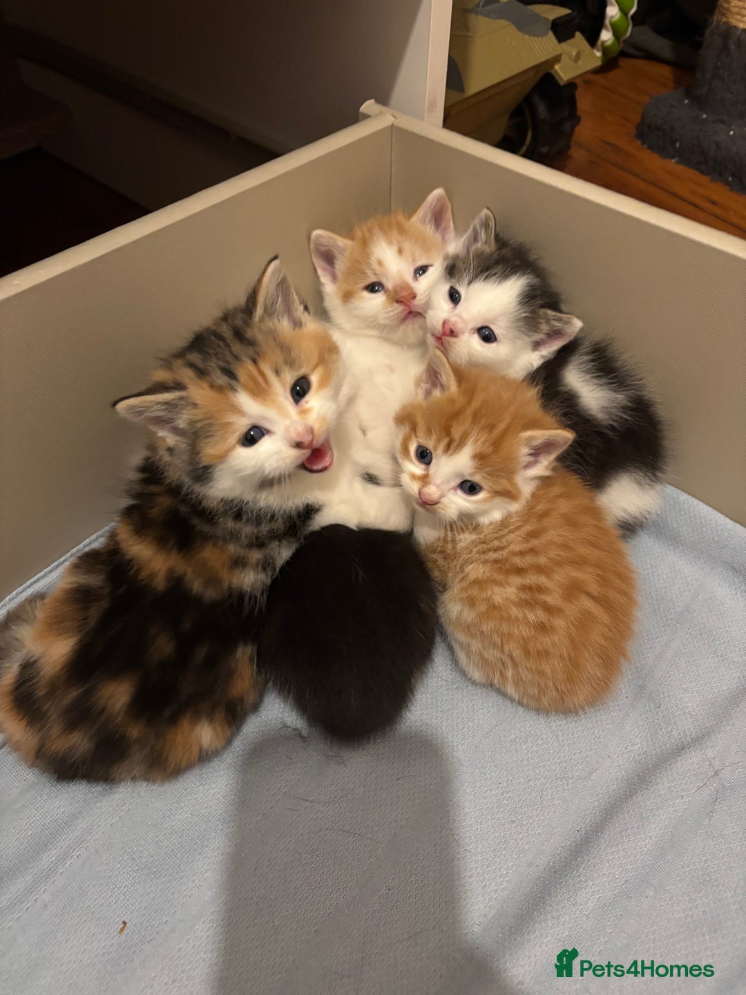 Mixed Breed cats for sale: Kittens Mainecoon cross 4 male 1 female 😻🐈 - Advert 6