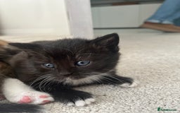 British Shorthair cats for sale: Beautiful British shorthair kitty!! - Image 11