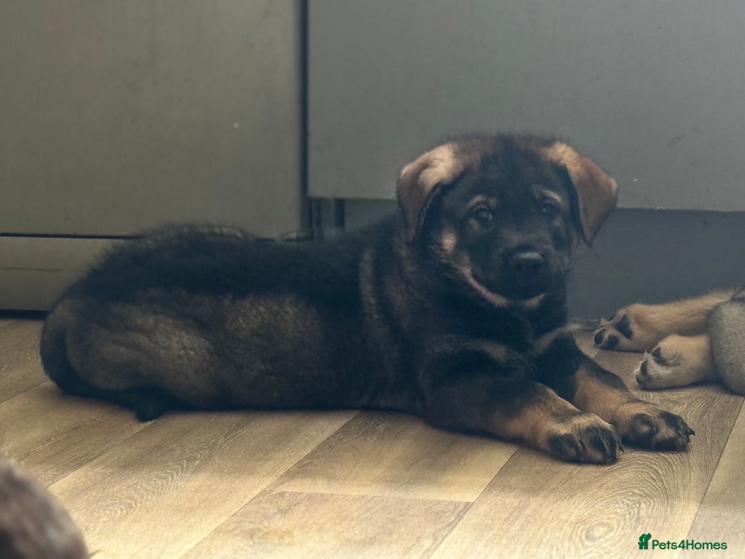 Mixed Breed dogs for sale: German Shepherd x Rottweiler puppies | READY TO GO - Image 15