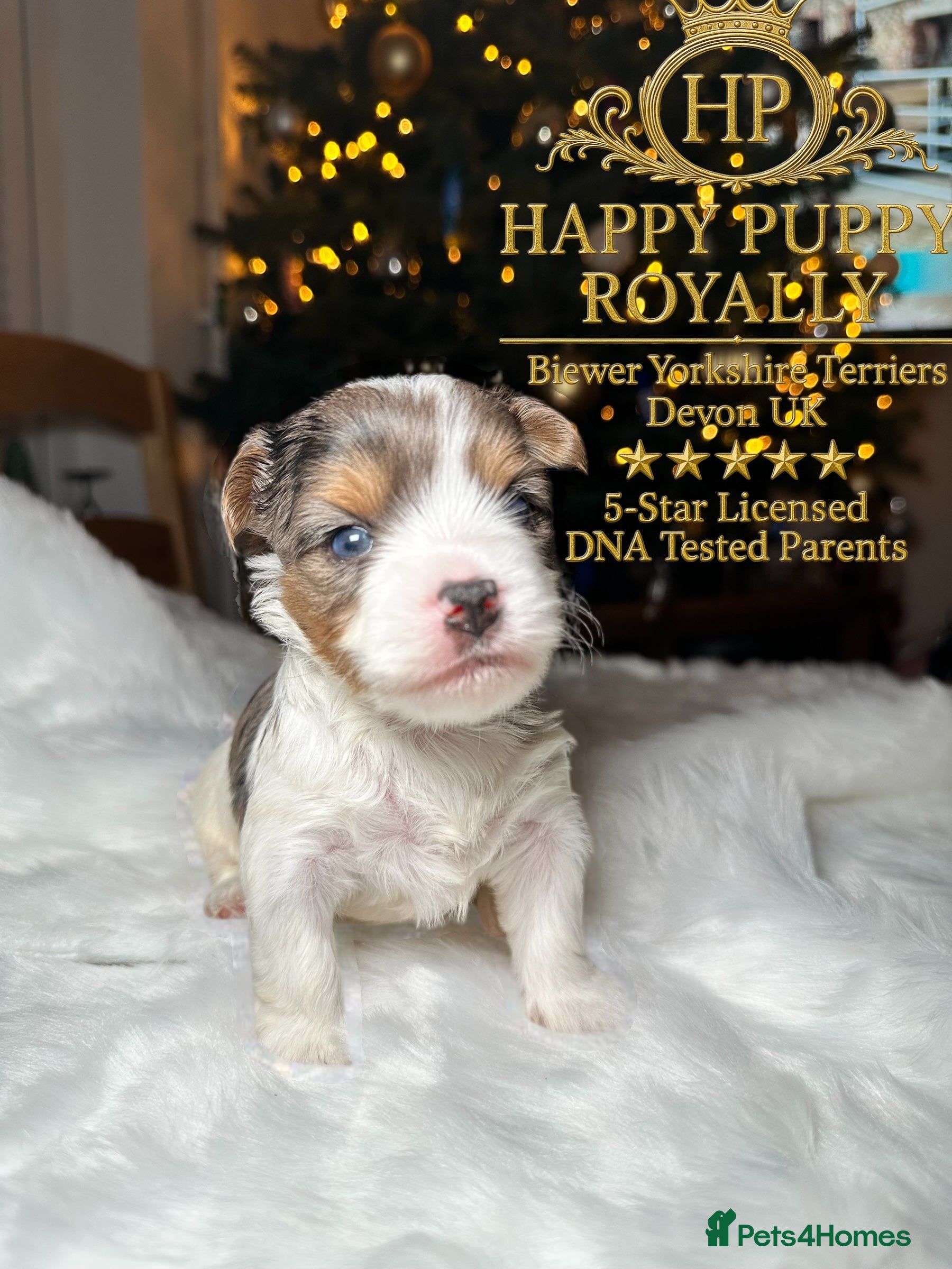 Biewer Terrier dogs DNA Tested , BIEWER YORKIE 5🌟 Licensed Breeder - Advert 1