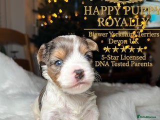 Biewer Terrier dogs DNA Tested , BIEWER YORKIE 5🌟 Licensed Breeder - Advert 6