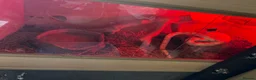Corn Snake reptiles for sale: Corn snake for sale with enclosure - Advert 5