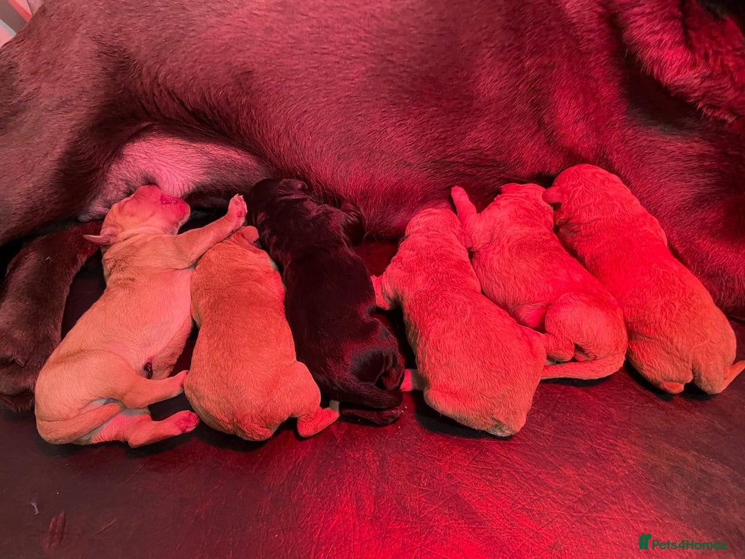 Labradoodle dogs for sale: Gorgeous labradoodle puppies - Advert 25