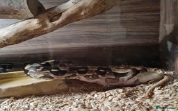 Boa Snake reptiles for sale: Boa constrictor - Image 2