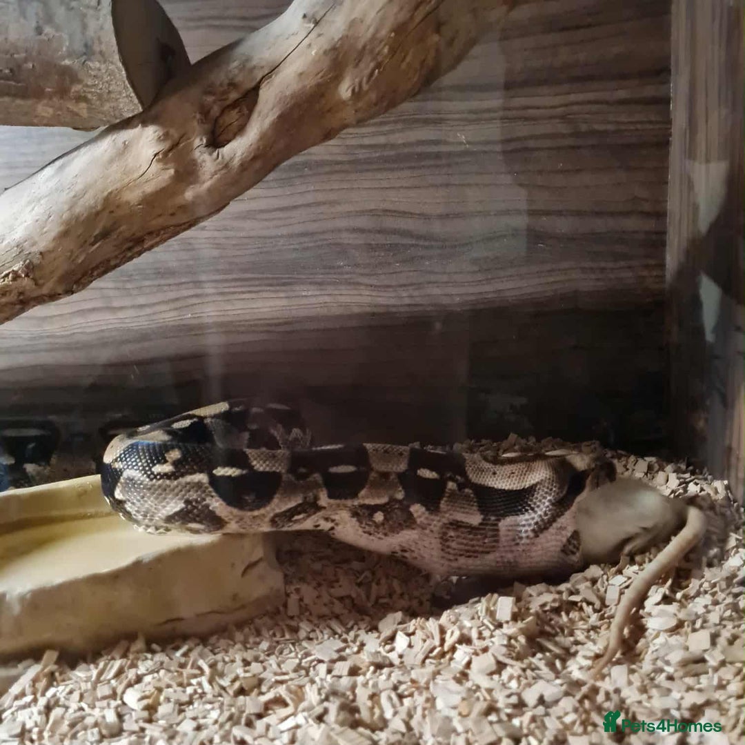 Boa Snake reptiles for sale: Boa constrictor - Image 2