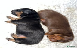 Miniature Dachshund dogs for sale: Miniature Dachshund Long haired puppies - Image 2