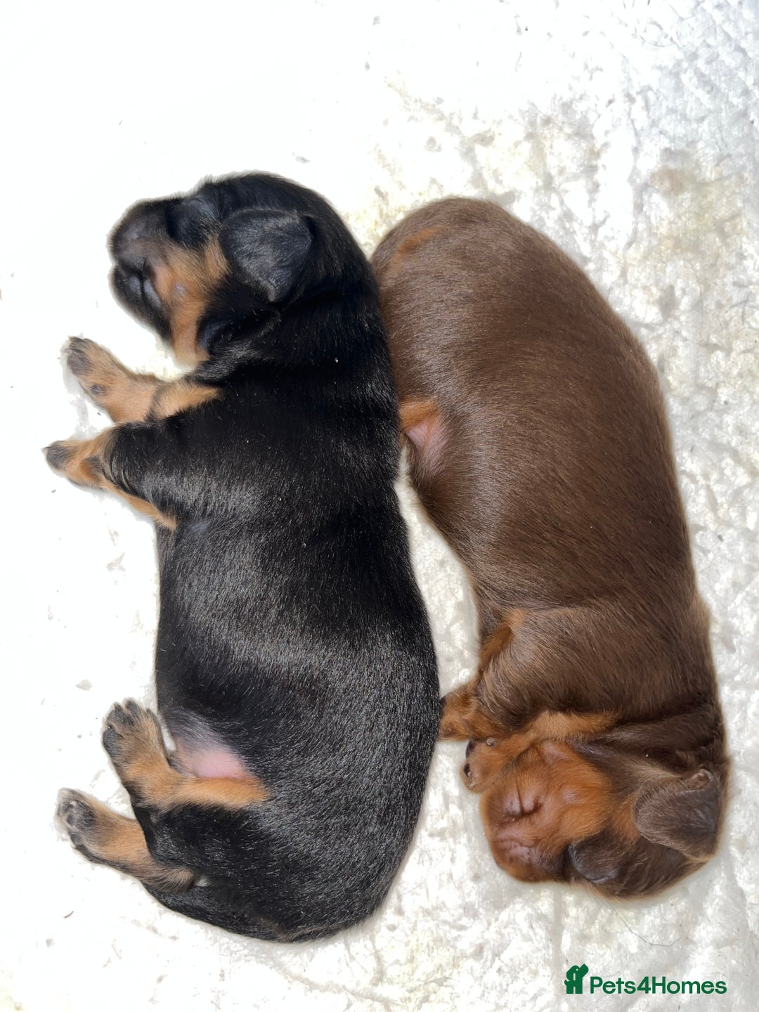 Miniature Dachshund dogs for sale: Miniature Dachshund Long haired puppies - Image 2