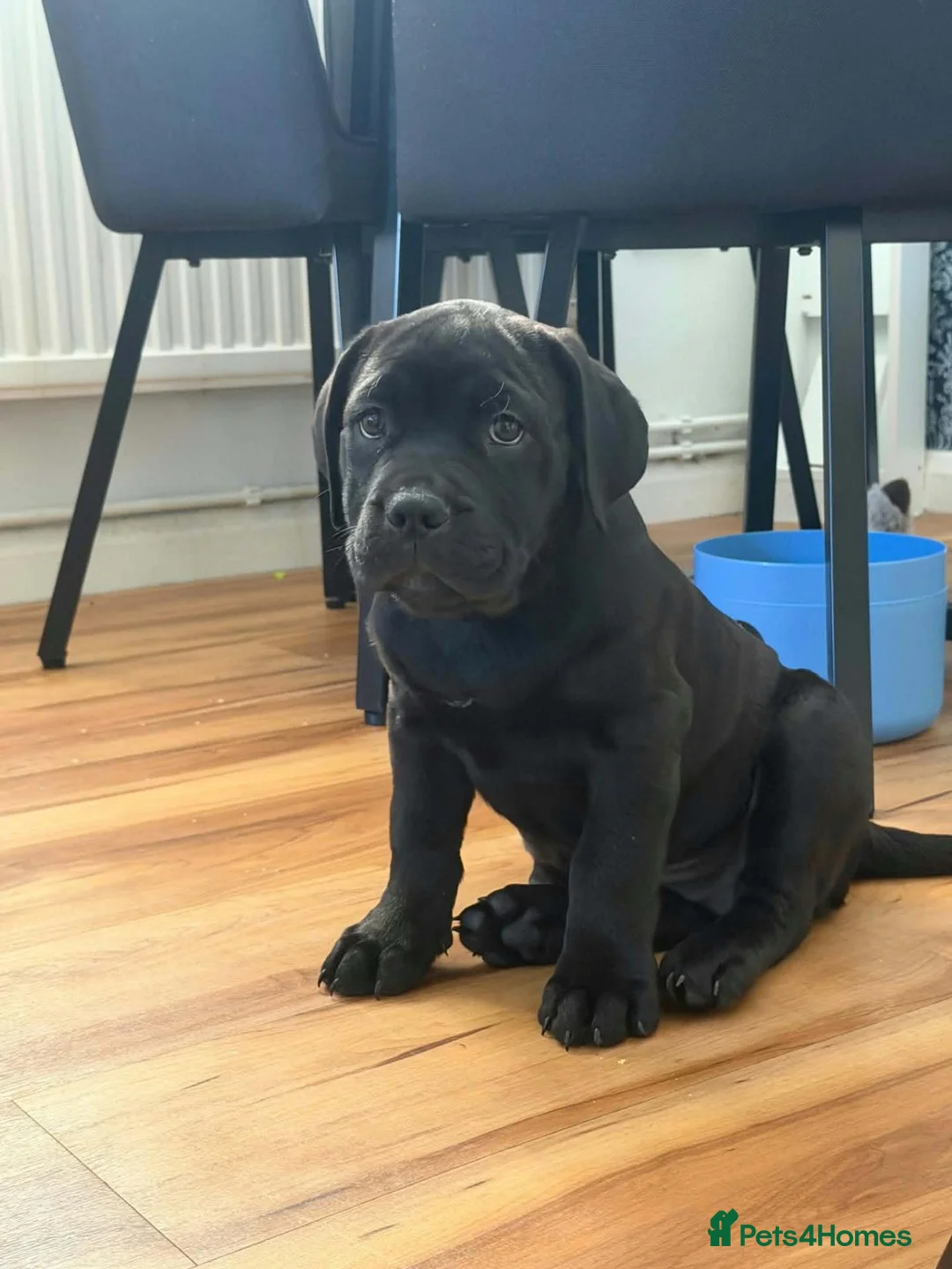 Mixed Breed dogs for sale: Adorable Bullador Puppies ❤️ (1 Girl, 2 Boys) in Cambridge - Advert 1
