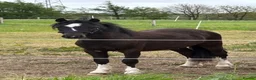 Welsh Section A horses for sale: Welsh yearling section a  - Advert 1