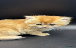 British Shorthair cats for sale: GCCF BSH GOLDEN BLACK TIPPED NY12 KITTENS - Image 29