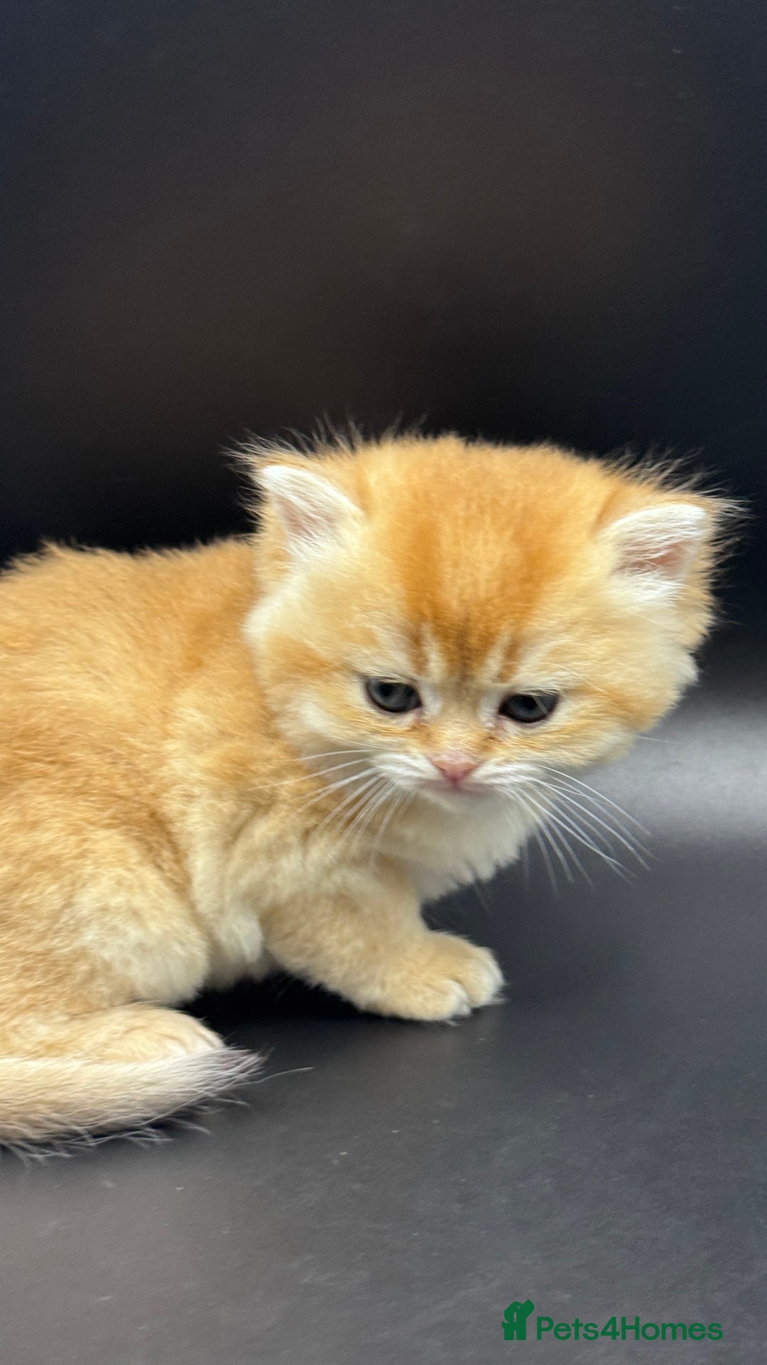 British Shorthair cats for sale: GCCF BSH GOLDEN BLACK TIPPED NY12 KITTENS - Image 29