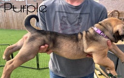 Cane Corso dogs for sale: Cane corso x pups - Image 11