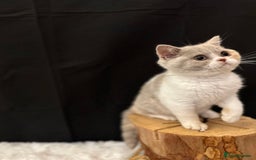 British Shorthair cats for sale: 💗 Gorgeous Full Pedigree BSH Trusted Breeder 💗 - Image 5