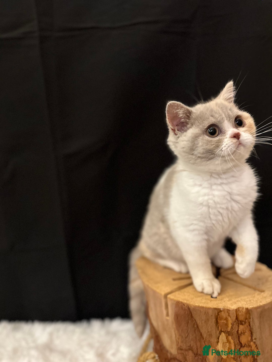 British Shorthair cats for sale: 💗 Gorgeous Full Pedigree BSH Trusted Breeder 💗 - Image 5