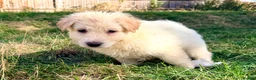 German Shepherd dogs for sale: Beautiful White Pedigree German Shepherd Puppies - Advert 4