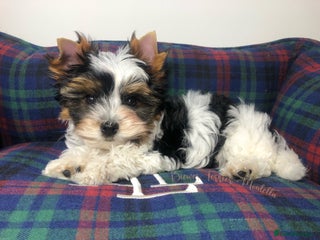 Yorkshire Terrier dogs One Beautiful Biewer Terrier Boy AVAILABLE! - Advert 13